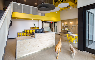 District Dogs National Landing